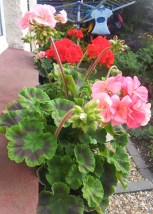 Geraniums